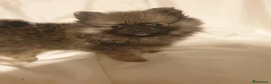Pomeranian 2