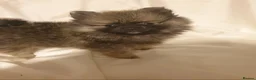 Pomeranian dogs for sale: Pomeranian puppies ready now - Advert 37
