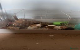 Guinea Pig rodents for sale: 2 guinea pigs - Image 4