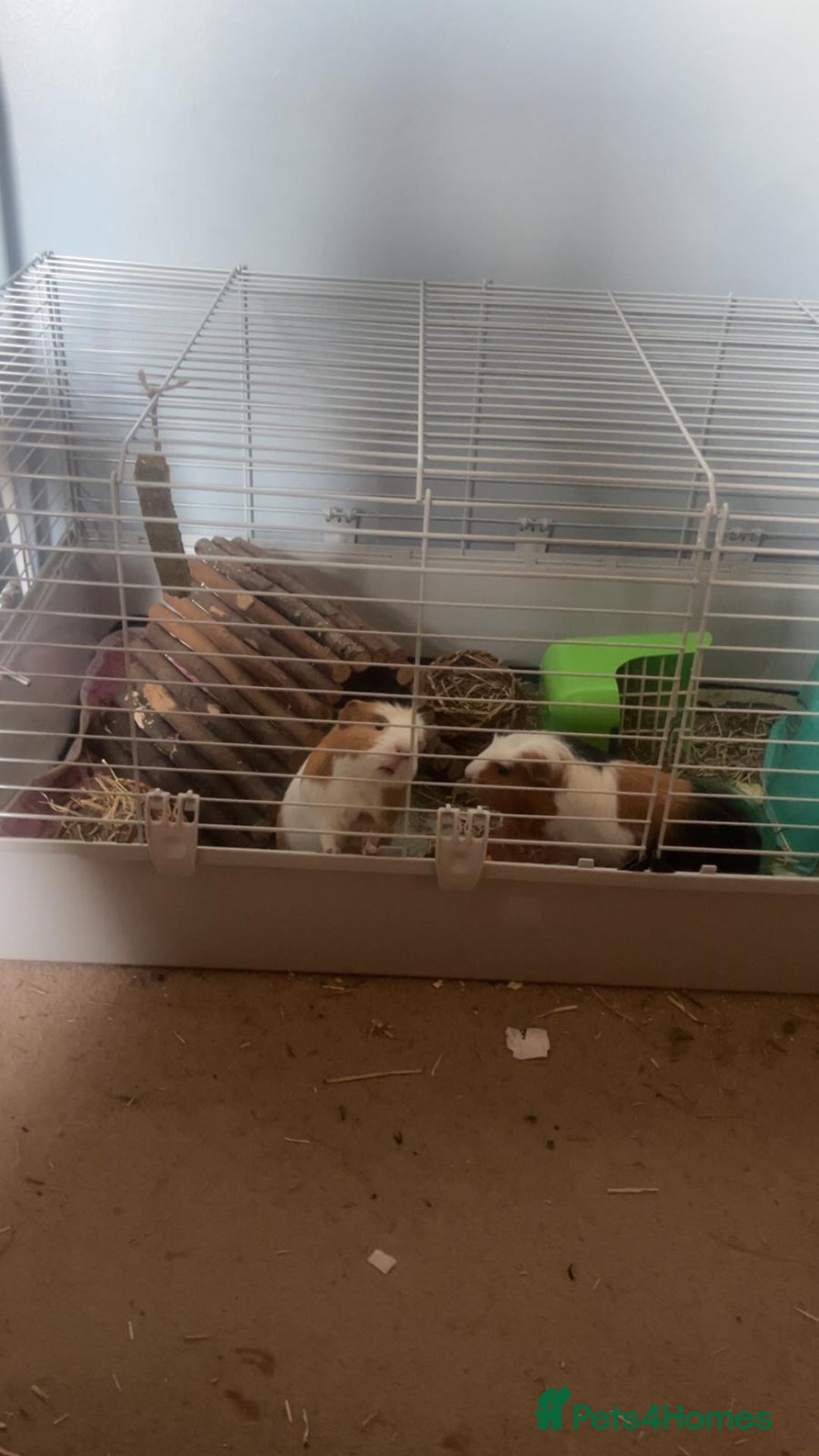 Guinea Pig rodents for sale: 2 guinea pigs - Image 4