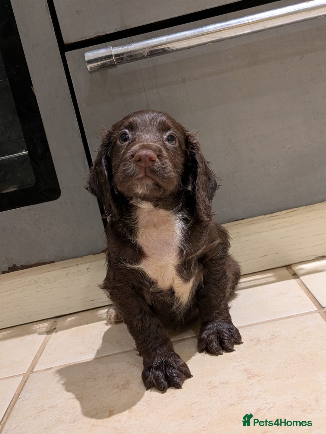 Sprocker dogs for sale: Gamekeeper breed sprockers - Advert 8