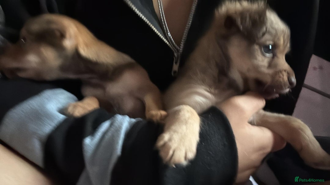 Mixed Breed dogs for sale: chihuahua mixed breed - Advert 18