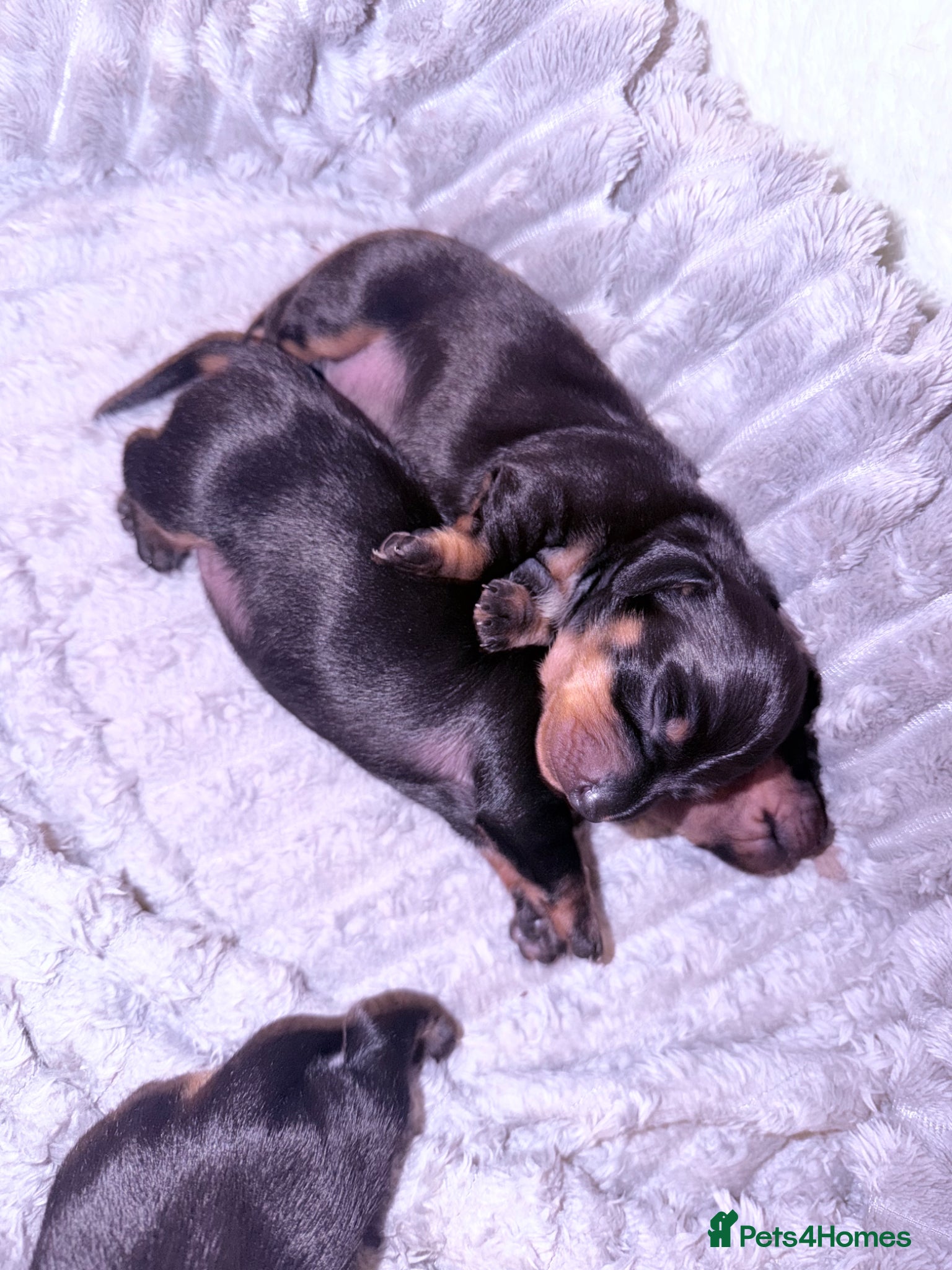 Miniature Dachshund dogs Black and Tan - Pedigree Miniature Dachshunds - Advert 3