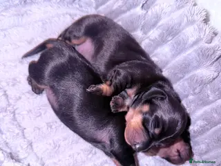 Miniature Dachshund dogs Black and Tan - Pedigree Miniature Dachshunds - Advert 12