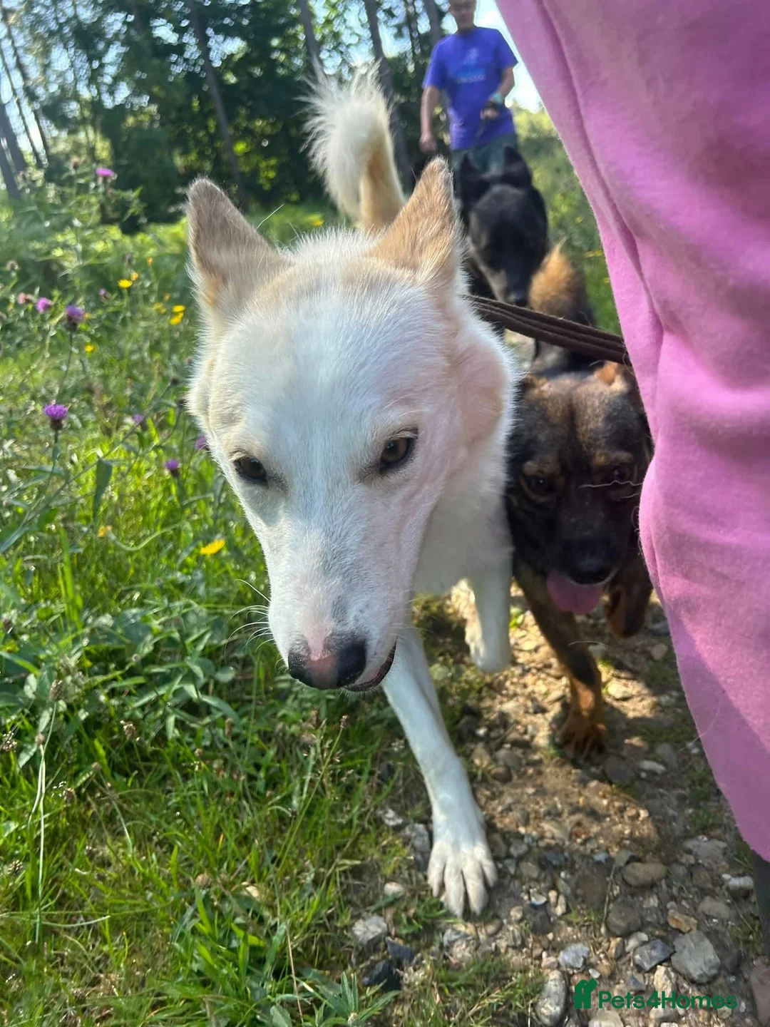 Mixed Breed dogs for adoption: Song - Norwich Norfolk  - Advert 21