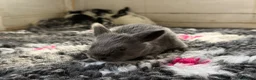 Angora rabbits for sale: Angora X bunny rabbits  - Advert 8