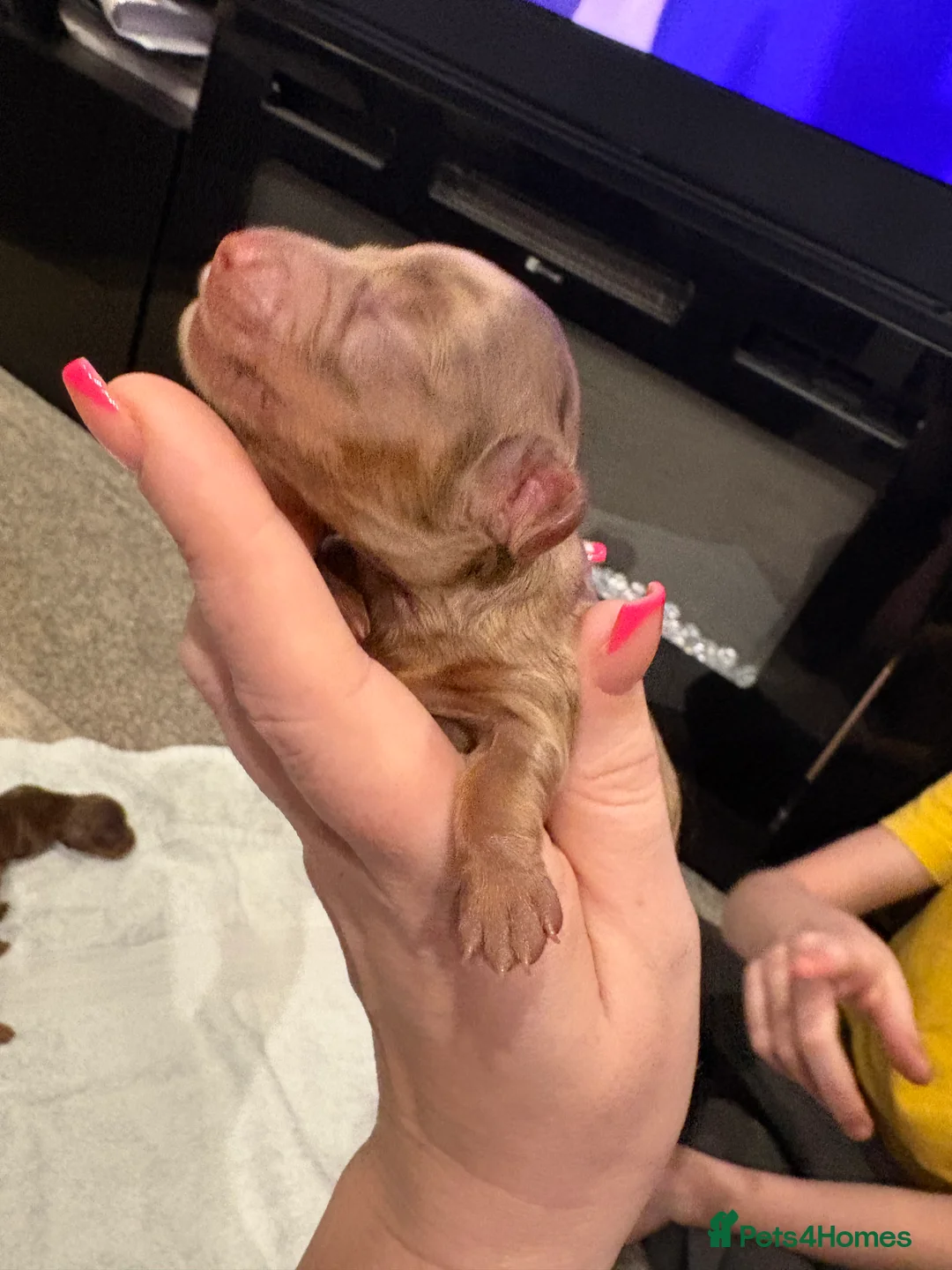 Miniature Dachshund dogs for sale: Miniature dachshund puppies  - Advert 8