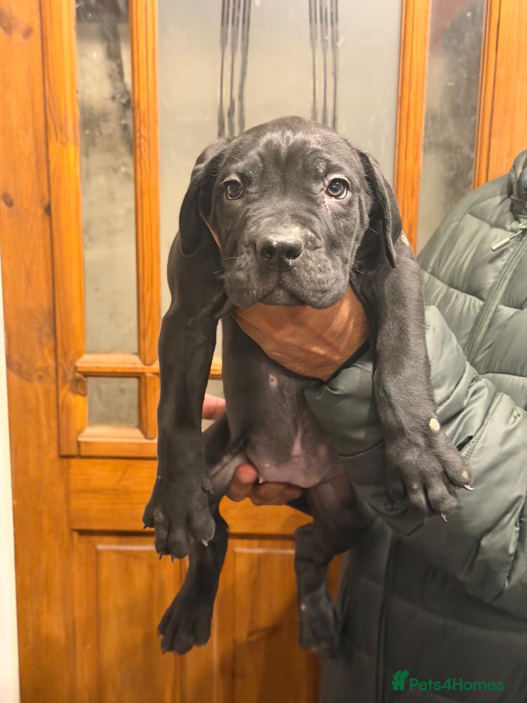 Cane Corso dogs for sale: Imp Champion Bloodline Pure Breed Cane Corso pups  - Advert 21
