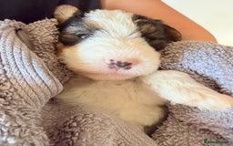 Fox Terrier dogs for sale: Adorable female Fox Terrier – 07514773500 - Image 5