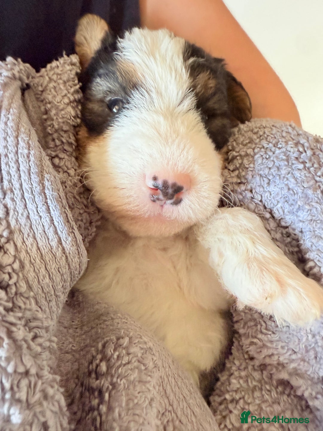 Fox Terrier dogs for sale: Adorable female Fox Terrier – 07514773500 - Image 5