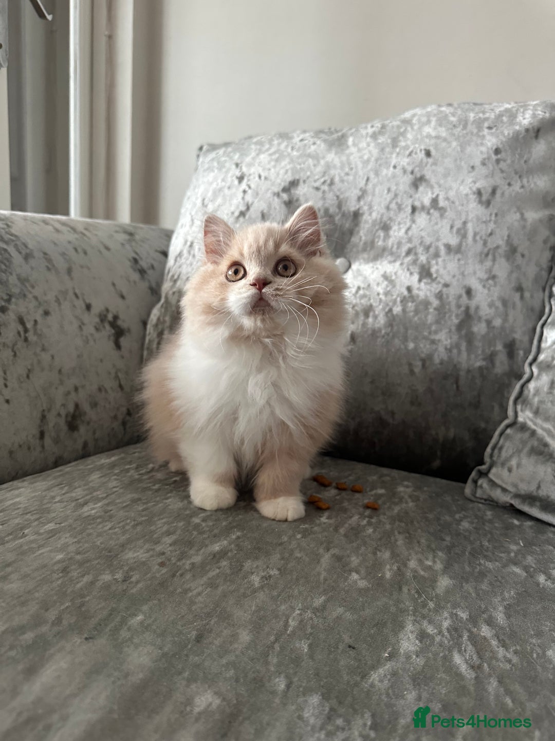 British Shorthair cats for sale:  🦁 Stunning BLH Lion Look alike READY NOW - Advert 6