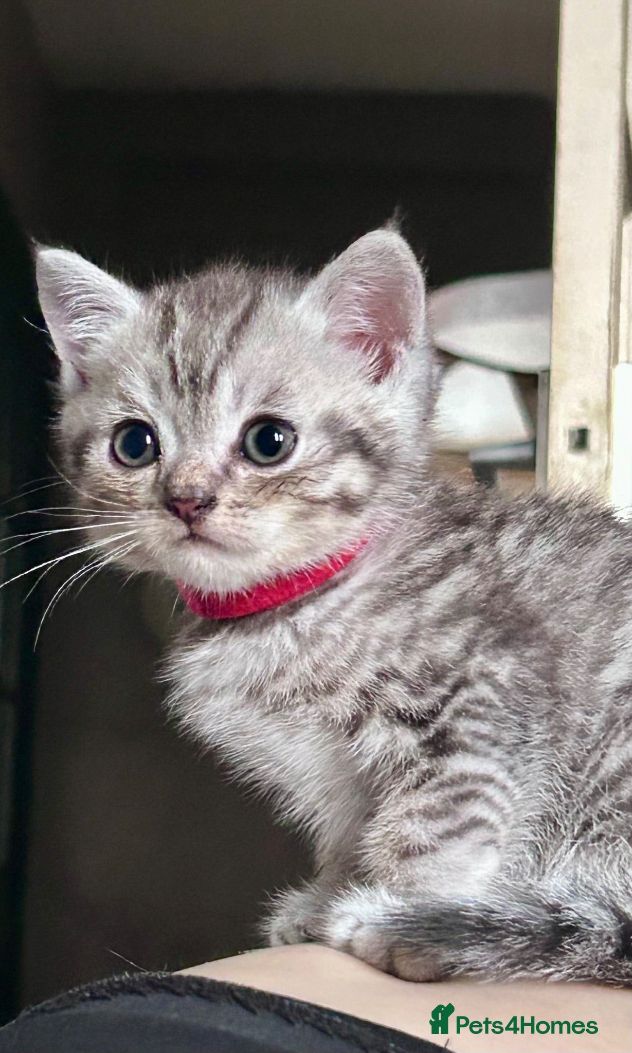 Scottish Fold cats Scottish Straight 4 boys and 3 girls remaining  - Advert 2