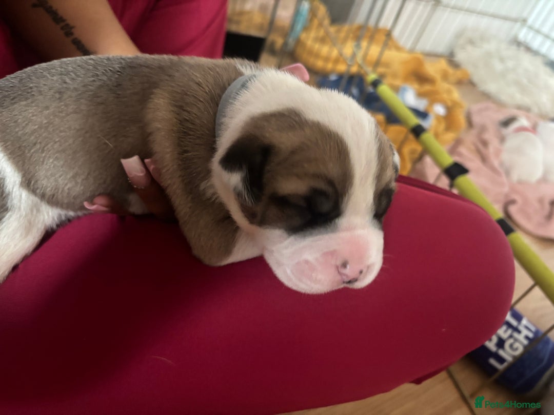 American Bulldog dogs for sale: American bulldogs - Image 2