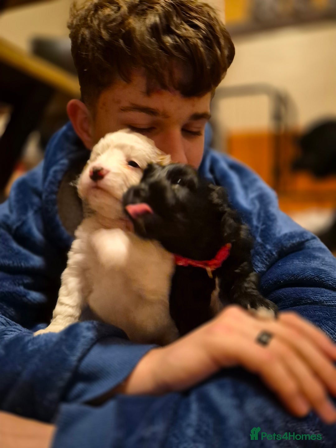 Mixed Breed dogs for sale: Last girl left. Ready to leave now 🥰 - Advert 20