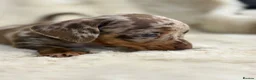 Miniature Dachshund dogs for sale: Beautiful dachshund puppies  - Advert 29