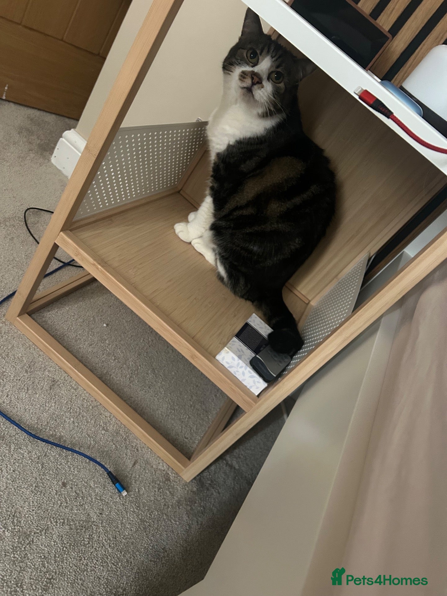 Domestic Shorthair cats Loving cat looking for new home - Advert 15