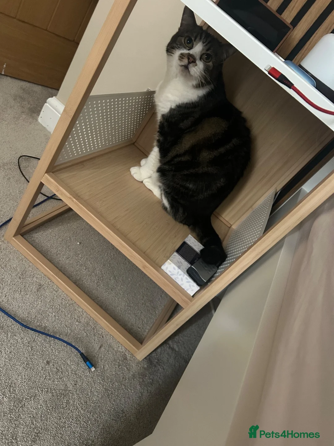 Domestic Shorthair cats for sale: Loving cat looking for new home in Rotherham - Advert 1
