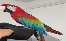 Budgerigars birds for sale: Tame green wing macaw  - Image 2