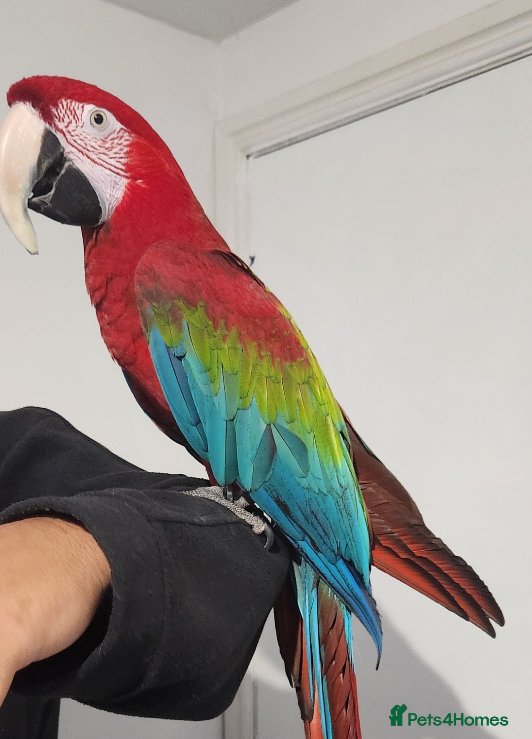 Budgerigars birds for sale: Tame green wing macaw  - Image 2