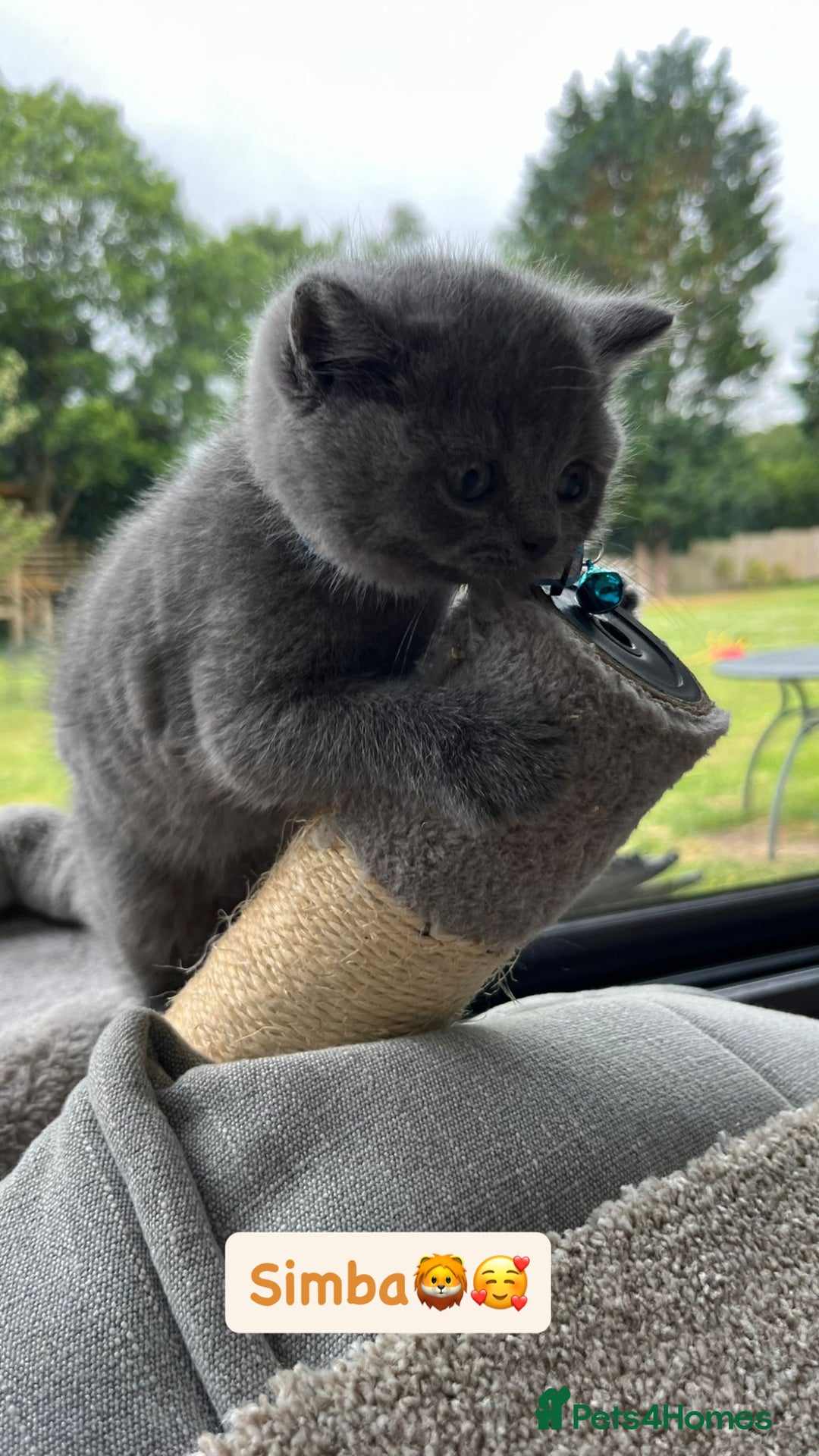 British Shorthair cats for sale: GCCF British Shorthair kittens  - Image 15
