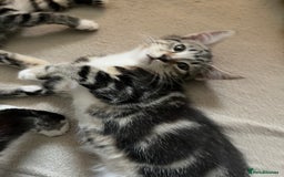 Maine Coon cats for sale: Adorable Kittens - Image 15