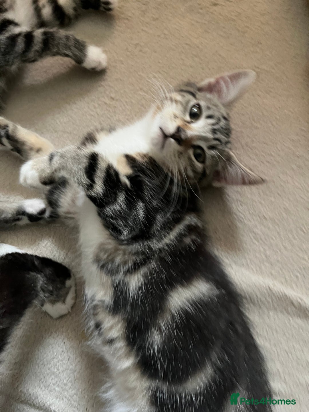 Maine Coon cats for sale: Adorable Kittens - Image 15