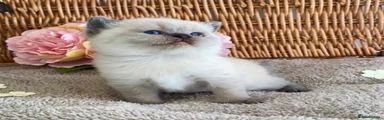 British Shorthair 1