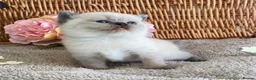 British Shorthair cats for sale: RARE SEAL LYNX PURE BRED BSH TEDDY BEARS - Advert 2