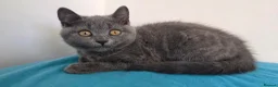 British Shorthair cats for sale: CUTE PEDIGREE BSH SHORTHAIR  - Advert 7