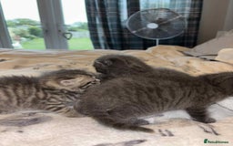 Burmese cats for sale: Beautiful blue kittens  - Image 6