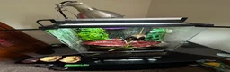 Gecko reptiles for sale: Crested Gecko + Whole Set Up  - Advert 6