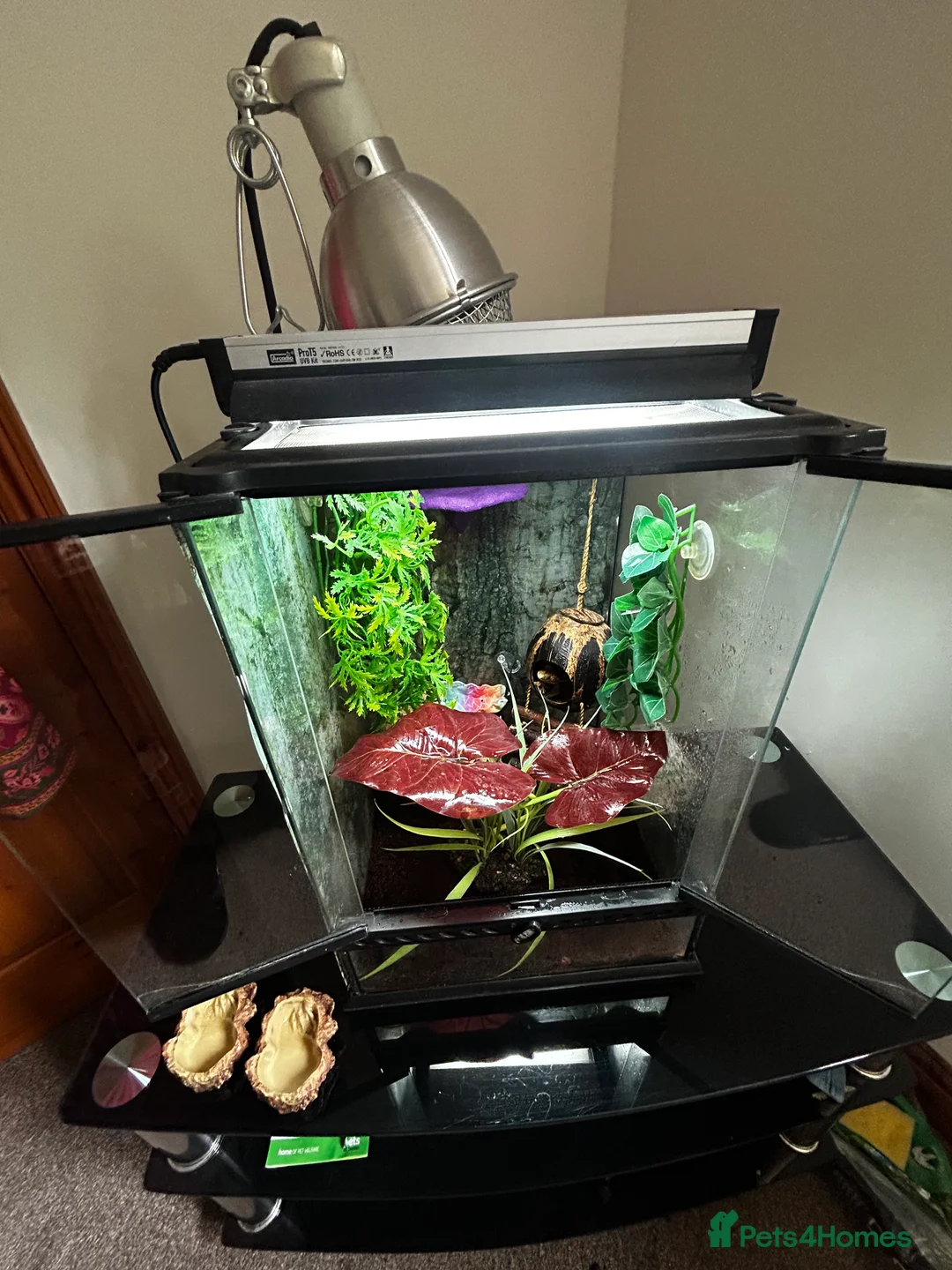 Gecko reptiles for sale: Crested Gecko + Whole Set Up  - Advert 6