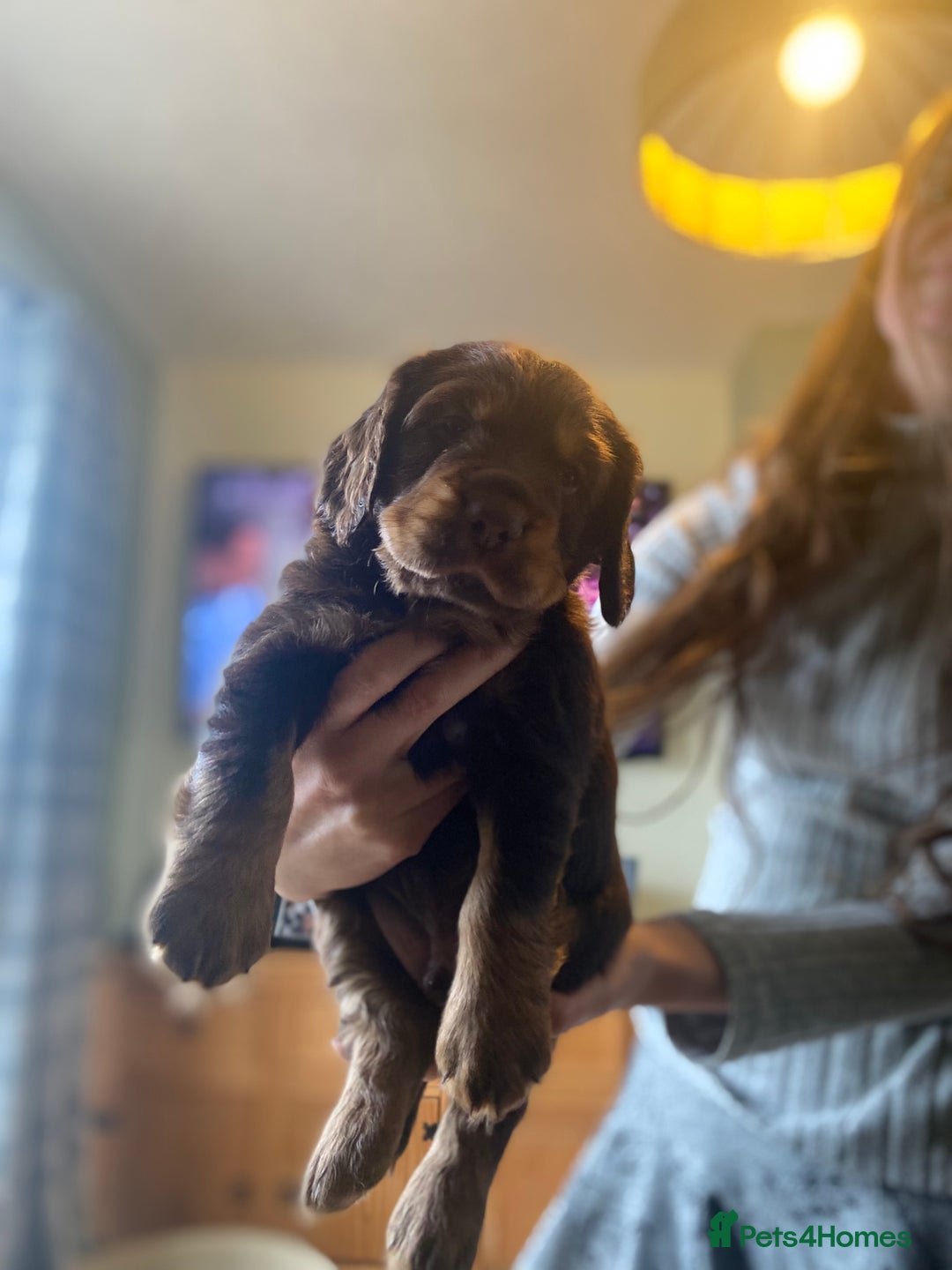Cocker Spaniel dogs for sale: Working Cocker Spaniels - Advert 8
