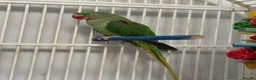 Parrots birds for sale: Young Male Alexandrine Parrot - Advert 4