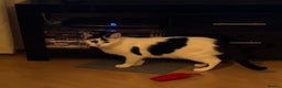 Turkish Van cats for sale: Alex - female black & white Turkish Van - Advert 4