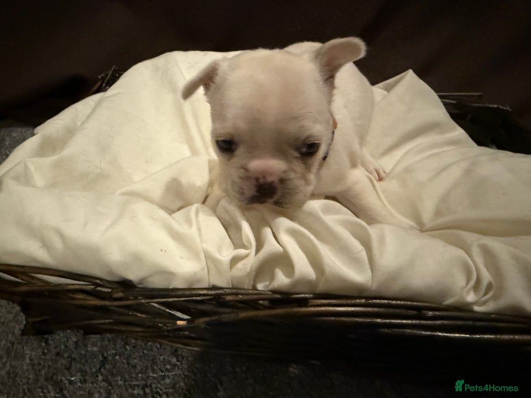 French Bulldog dogs for sale: 7 beautiful French bulldog puppies for sale - Image 20