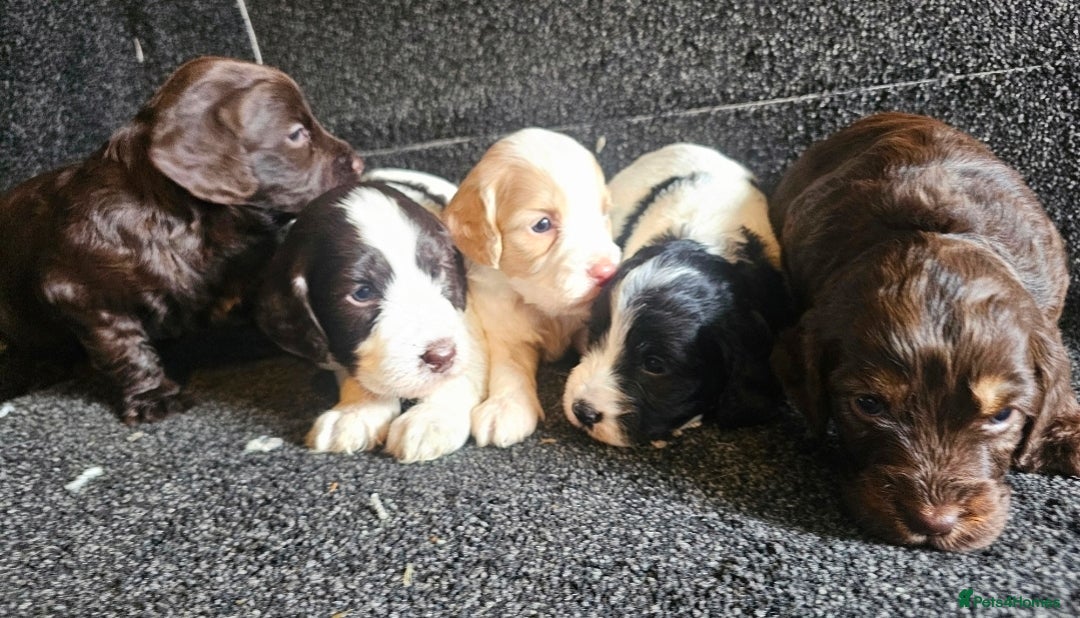 Cockapoo dogs for sale: Cockerpoo puppies F1  - Image 4