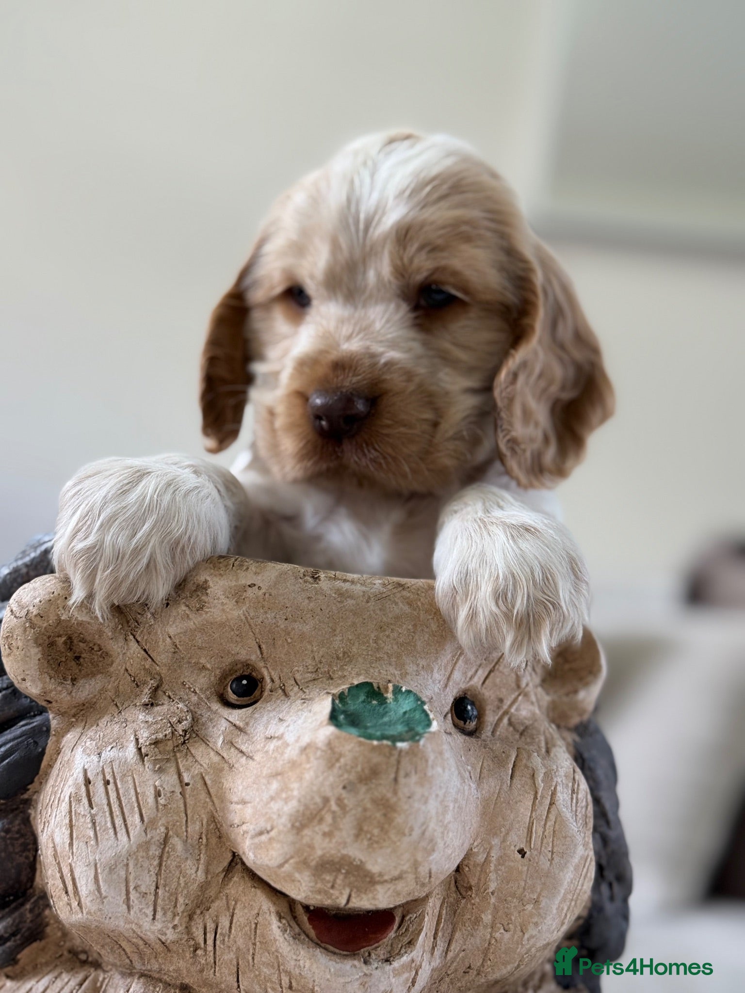 Cocker Spaniel dogs Show type cocker spaniels  - Advert 15
