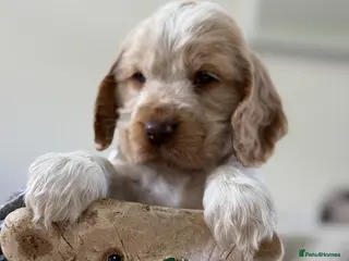 Cocker Spaniel dogs Show type cocker spaniels - Advert 15