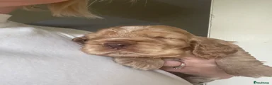 Cocker Spaniel 2
