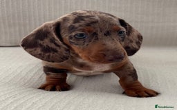 Miniature Dachshund dogs for sale: Gorgeous miniature dachshunds ready now  - Image 5