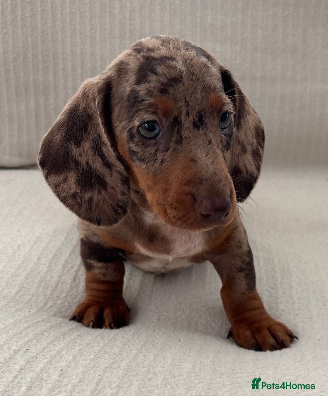 Miniature Dachshund dogs for sale: Gorgeous miniature dachshunds ready now  - Image 5