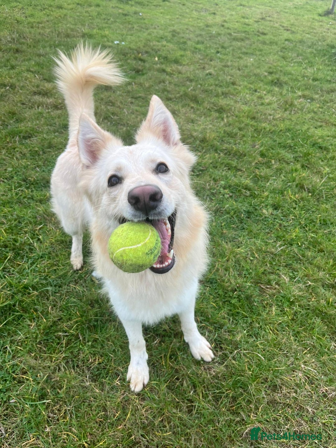 Mixed Breed dogs for adoption: Lovely Ruby is looking for her forever home! - Advert 4