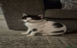 Mixed Breed cats for sale: 4 male kittens - Image 2