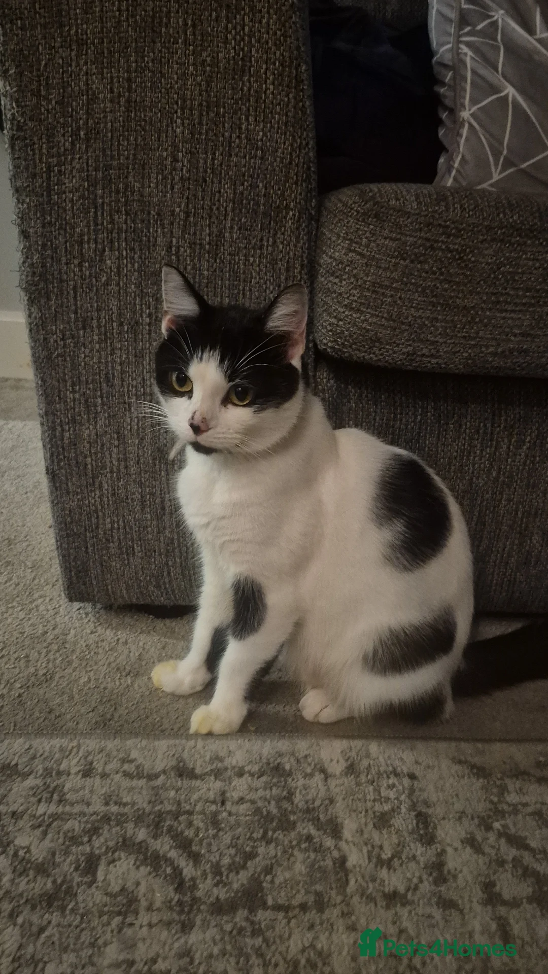 Mixed Breed cats for sale: 4 male kittens - Image 2