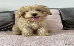Toy Poodle dogs for sale: Adorable Toy Poodle Puppies READY TO GO!  - Image 5