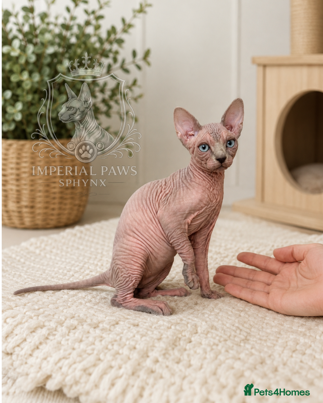 Sphynx cats Blue-Eyed Sphynx Girl / TICA Reg - Advert 17