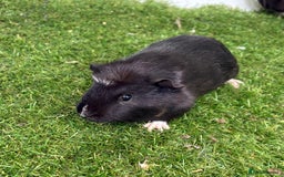 Guinea Pig rodents for sale: Female baby guinea pigs  - Image 17