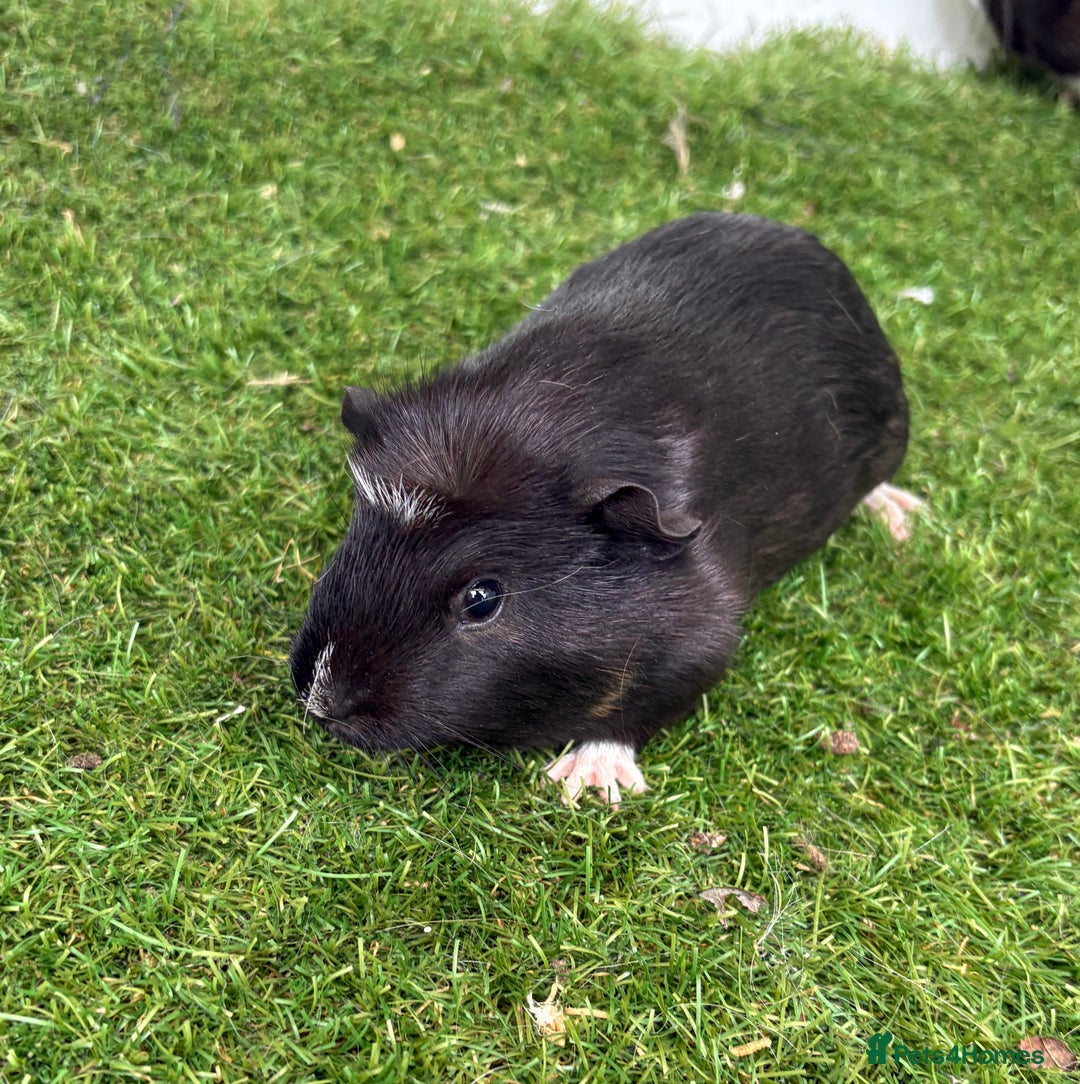 Guinea Pig rodents for sale: Female baby guinea pigs  - Image 17