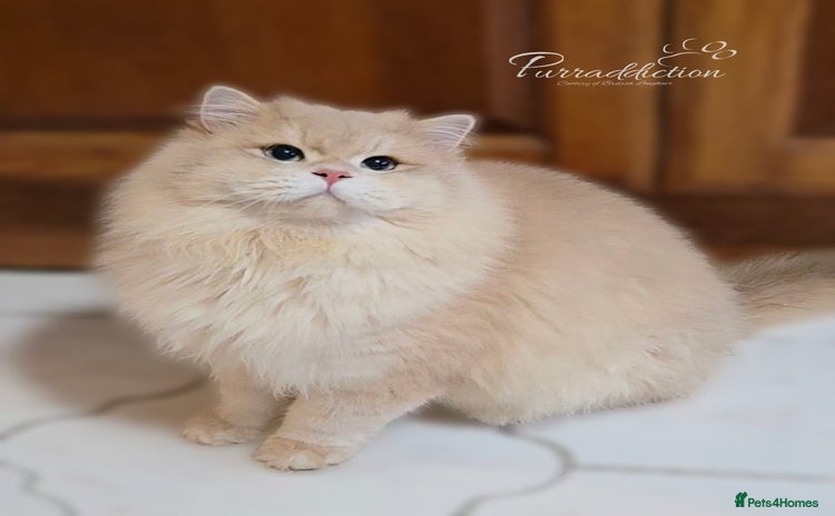 British Longhair cats Sweet Blue golden copper tipped Longhair boy  - Advert 9